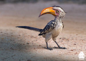 The Lion King: Zazu Character Design