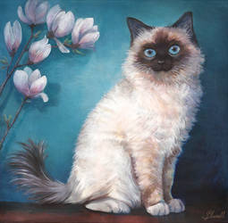 Magnolia
