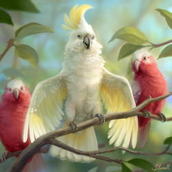 Gang of Cockatoos