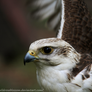 Saker Falcon