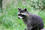 Racoon in the fields by DCfotografie