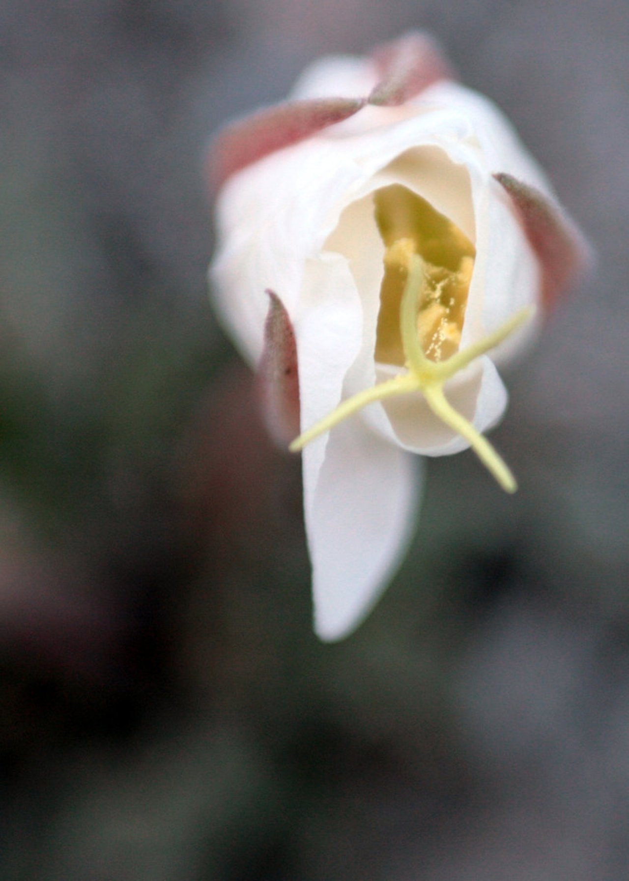 Spring Blossom