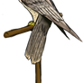 Dante the Peregrine Falcon