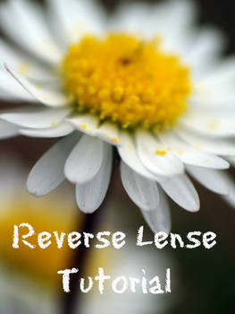 reverse lense for beginners