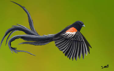 Long tailed widowbird  Euplectes progne