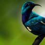 Palestine sunbird