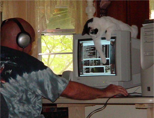 cat playing with computer