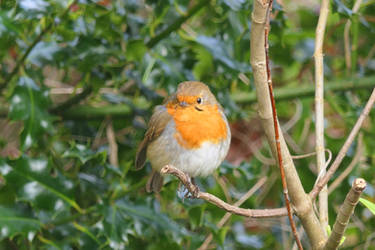 Robin