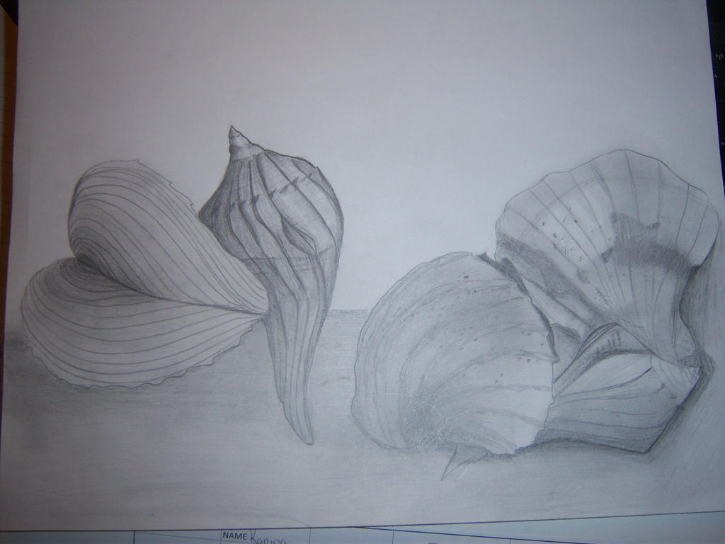 Shell Traceart Shell Art Project by KrypticB on DeviantArt