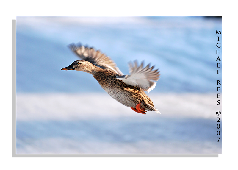 Duck taking off