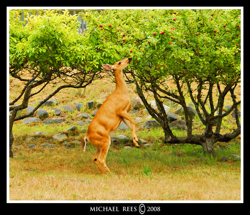 Doe eating apples off the tree