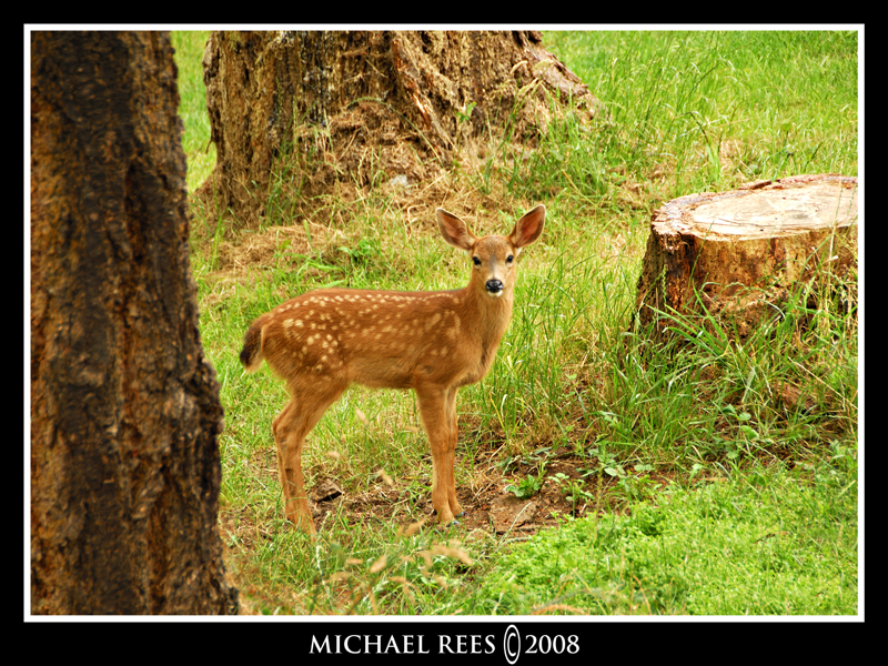 Fawn