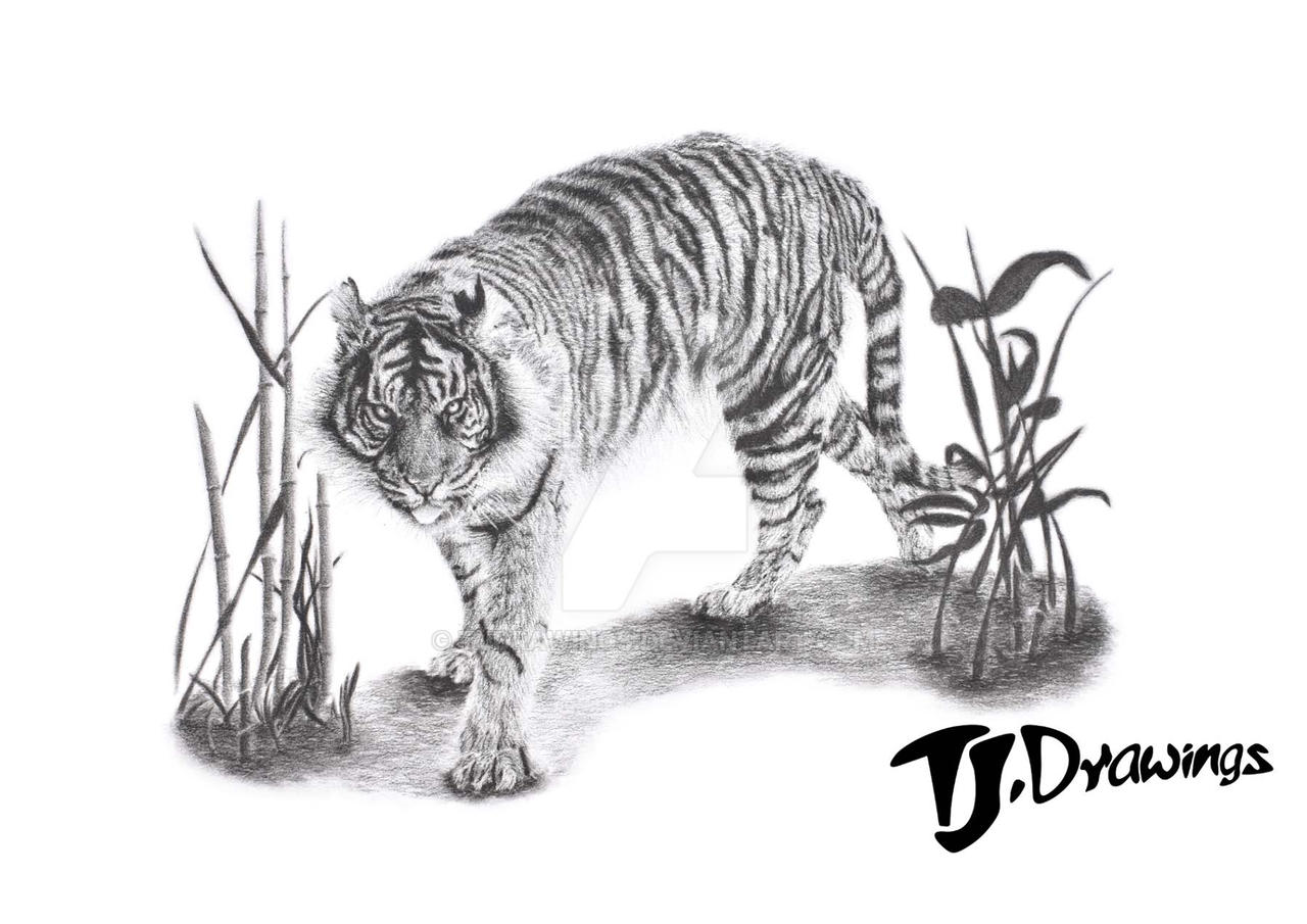 Sumatran Tiger by TJDrawings on DeviantArt