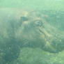 Open-eyed swimmer