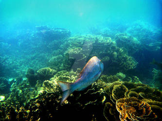 Coral Bay Underwater 2