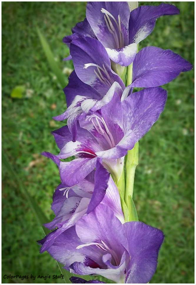 Purple Gladiola