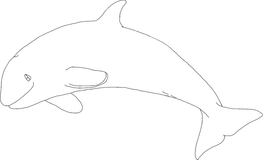 Free Orca Calf Lineart