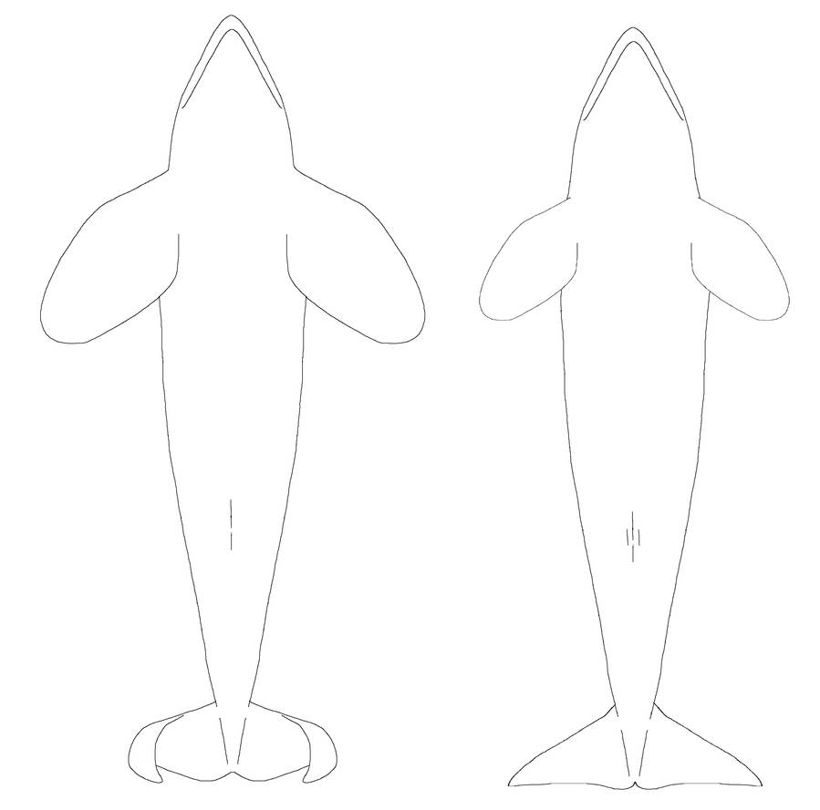 Free Male/Female Ventral Orca Linearts by AnoOrca on DeviantArt