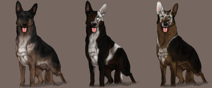 GSD panda adoptables - closed