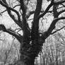 Old tree under snow