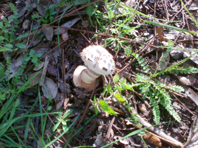 Wild Nature - Mushrooms and Lichens - 2012-12-31.1