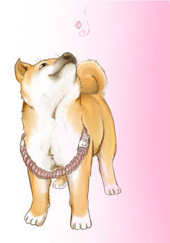 Shiba-kun