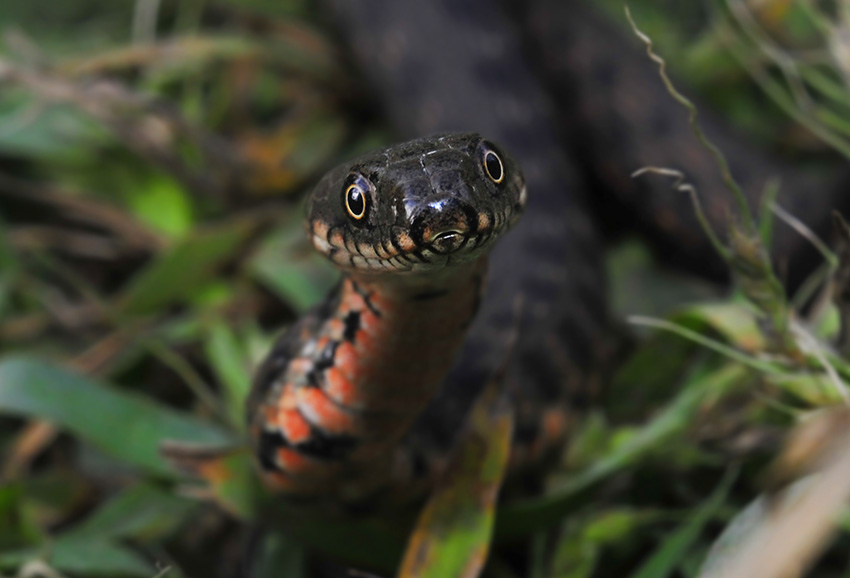 Natrix tessellata