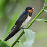 Hirundo rustica