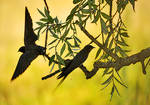 Swallows by ohlopkov