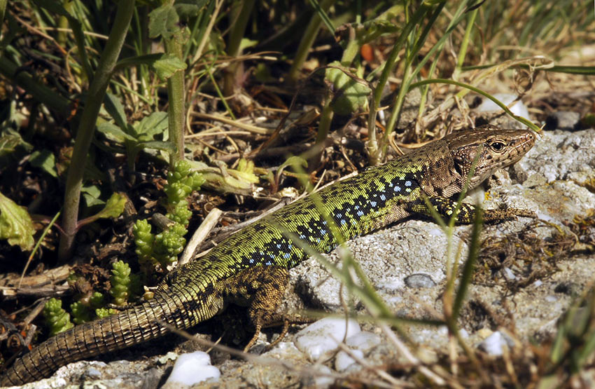 Darevskia saxicola