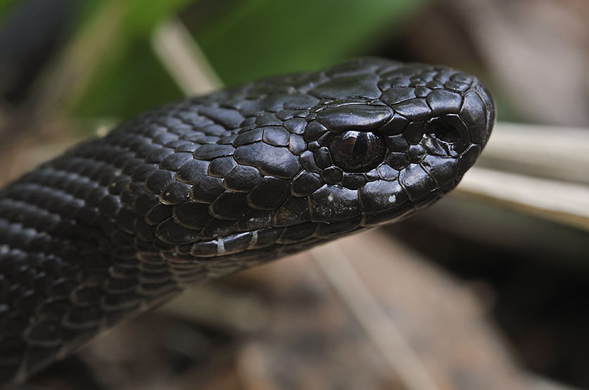 Vipera berus #3