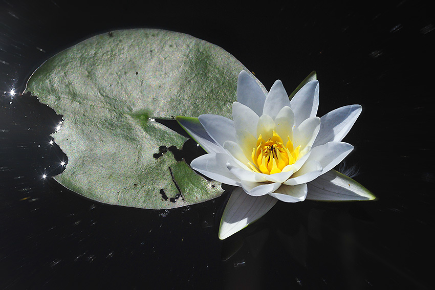 Nymphaea alba