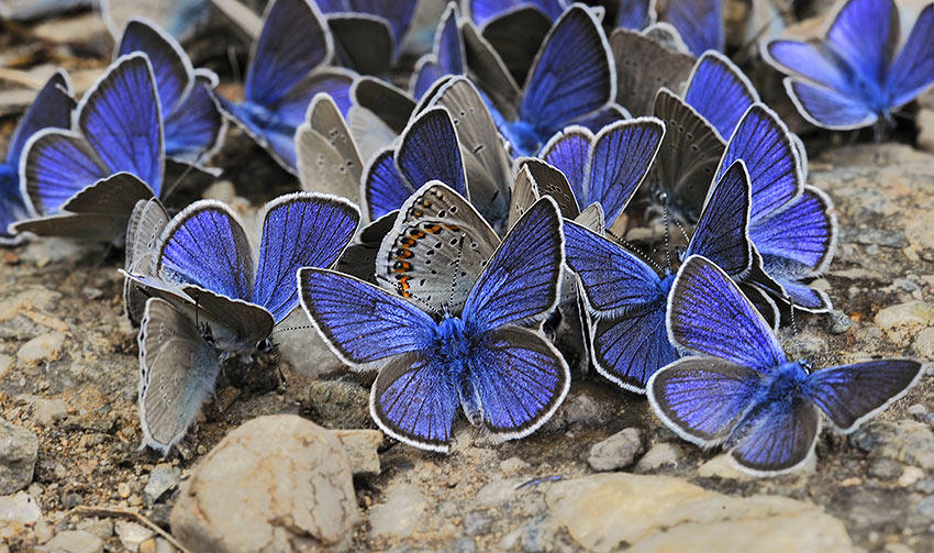 Throng of copper-butterfly by ohlopkov