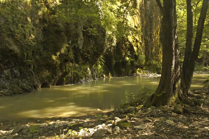 Forest river