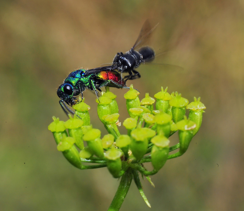 Chrysis ignita