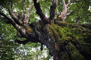 Old hornbeam by ohlopkov Old hornbeam by ohlopkov