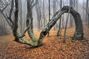 Autumn forest by ohlopkov Autumn forest by ohlopkov