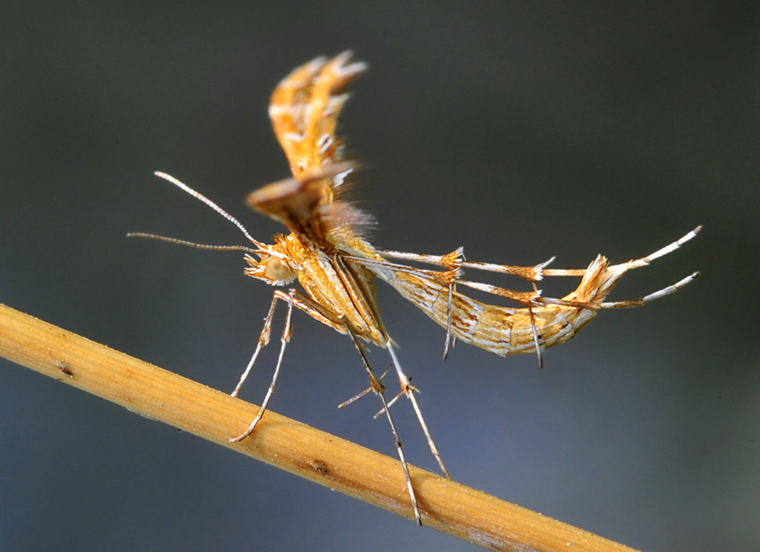 Cnaemidophorus rhododactyla