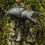 Lucanus cervus