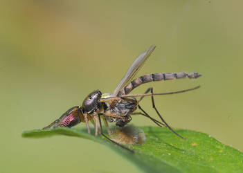 Heliophanus kochii by ohlopkov