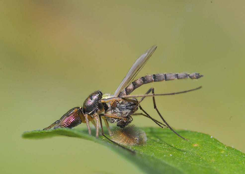 Heliophanus kochii