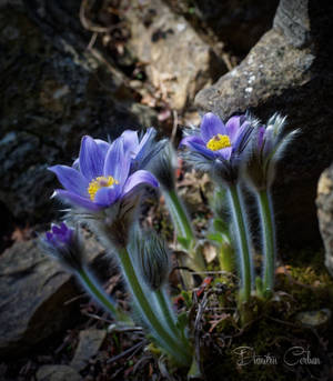 Pulsatila Vulgaris