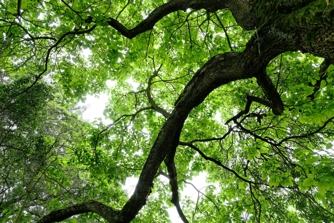 Green Love