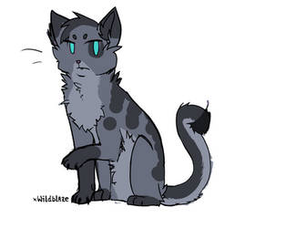 Cat adoptable 19 -CLOSED-