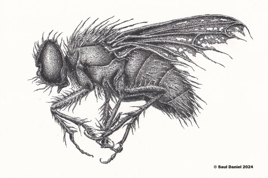Deviantart Compostfly The Not-So-Common House Fly by fuzzstatik on DeviantArt