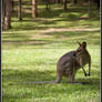 Curious Aussie