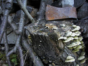 My Old Wood Pile