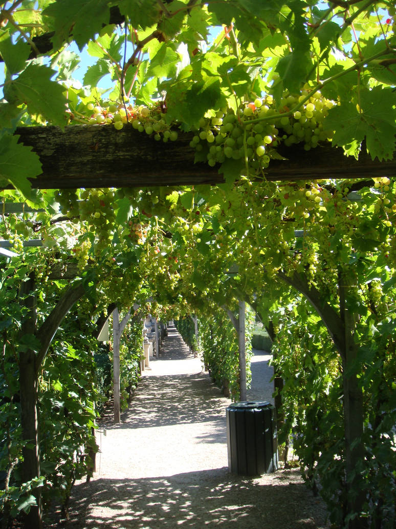 Grape Path Path with grapes by Djiloa on DeviantArt