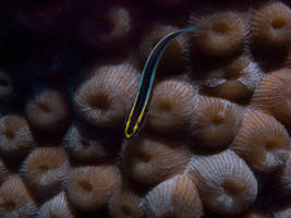 cleaner wrasse