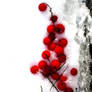 Snow berries